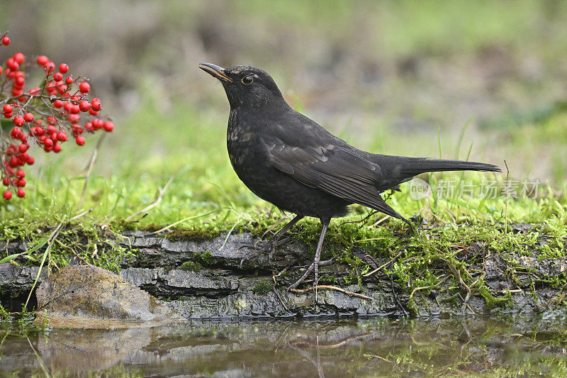 黑鸟（Turdus merula）